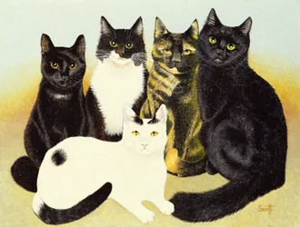 I gatti di Miss Cox