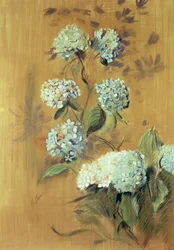 Ortensie
