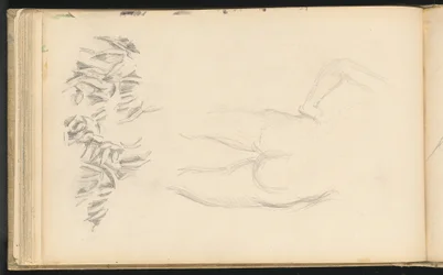 Un nudo e fogliame
