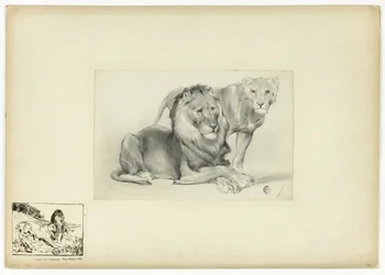Leone e Leonessa