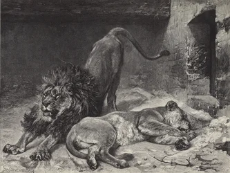 Il risveglio del leone