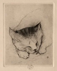 Sei Incisioni: Testa di un Gattino