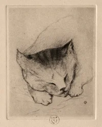 Sei incisioni: Testa di un gattino, 1895