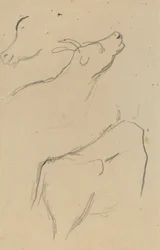 Studi di una mucca (verso)