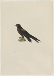 Rondone codaspinosa (Hirundapus caudaculus)