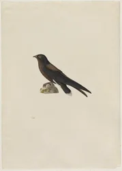 Rondone codacuta, Hirundapus caudacutus, XIX secolo.