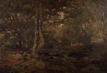 Attraverso il bosco, Pont-y-Gytyn, Galles del Nord