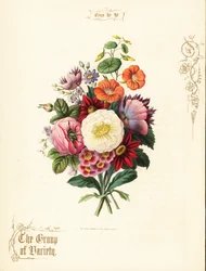 Bouquet di rosa bianca, dalia, nasturzio, auricola