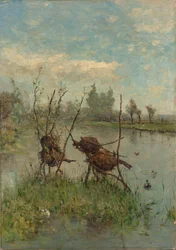 Nidi di anatre