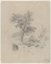 Paesaggio con quercia