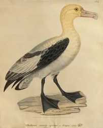 Albatro dalla coda corta