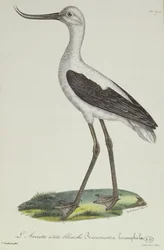 Avocetta dalla testa bianca, inizio XIX secolo