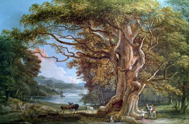 Un antico faggio, 1794
