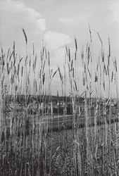 Nella campagna bavarese (foto b/n)