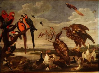 Varietà di uccelli