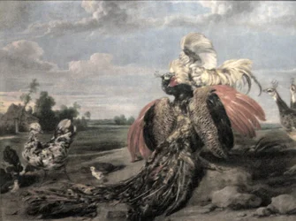 Pavone e galli in lotta