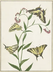 Quattro farfalle su fiori
