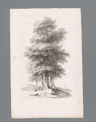 Gruppo con cinque alberi