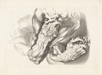 Studi anatomici di braccia