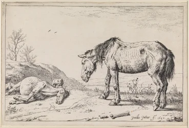 Cavalli esausti