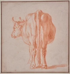 Mucca (studio di animali)