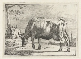 Mucca che pascola