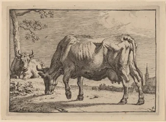 Mucca al pascolo