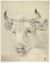 Testa di mucca