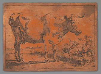 Mucca