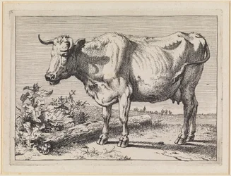 Mucca con corno ritorto