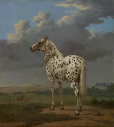 Cavallo pezzato, ca. 1654