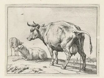 Mucca che urina