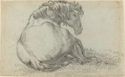 Cavallo a riposo