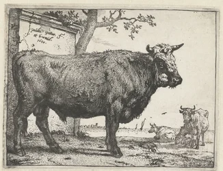 Toro