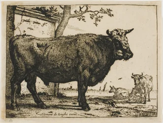 Il toro