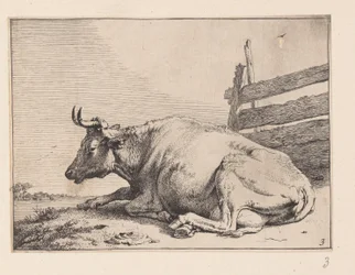 La mucca sdraiata vicino a un recinto, da Vari buoi e mucche