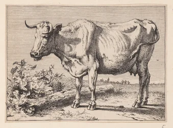 La mucca con il corno stropicciato, da Vari buoi e mucche