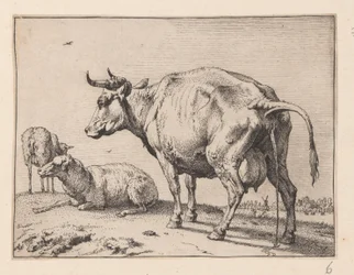 La mucca che piscia, da Vari buoi e mucche