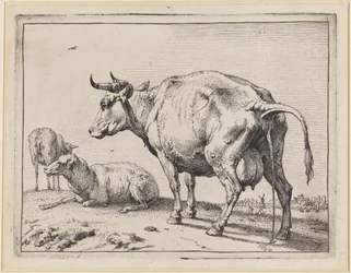 Mucca che urina