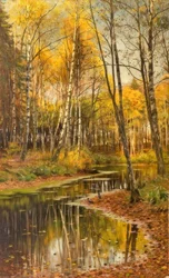 Bosco di betulle nella luce autunnale