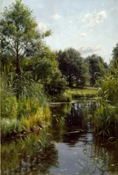 Canna al lago