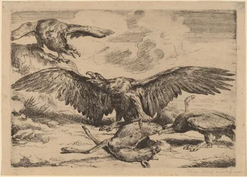 Aquile