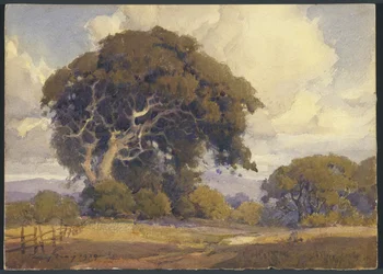 Quercia invecchiata