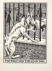 Il lupo e il cane magro, dalle Favole di Fontaine, pub. 1905 (incisione)