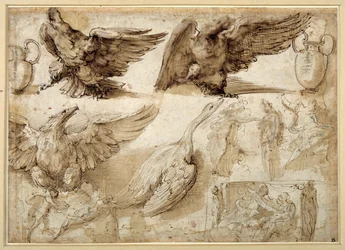 Studi di un