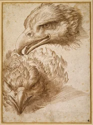 Studi della testa di un