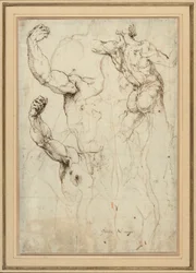 Studio di un nudo visto di schiena e due studi di un braccio (recto); nudo visto di schiena, con studi secondari di una spalla e di una gamba (verso)
