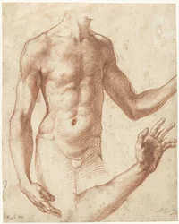 Studio di un torso