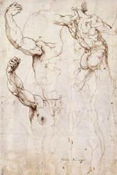 Il retro di un nudo e due studi di un braccio e una spalla sollevati, visti dal davanti