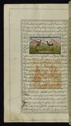 Un falco e una gallina da Luci di Canopo
